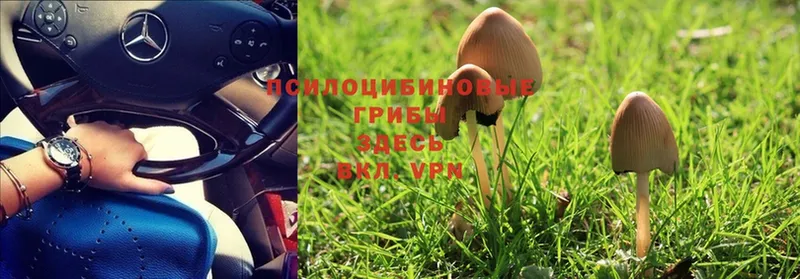 продажа наркотиков  Хотьково  Галлюциногенные грибы Psilocybine cubensis 